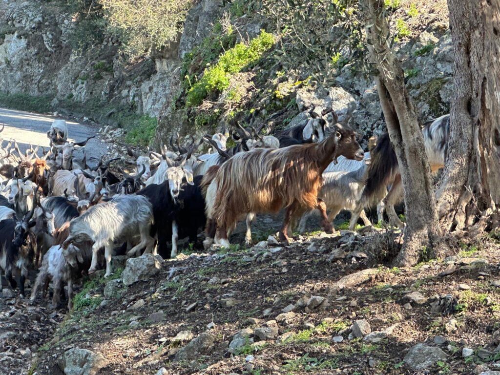 Pascolo a Calanna