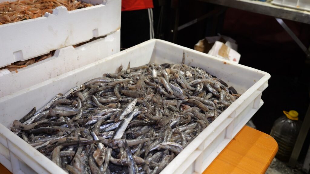Sagra del pesce azzurro