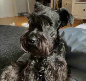 Schnauzer martin