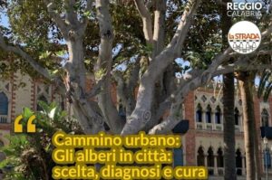 cammino urbano alberi lungomare