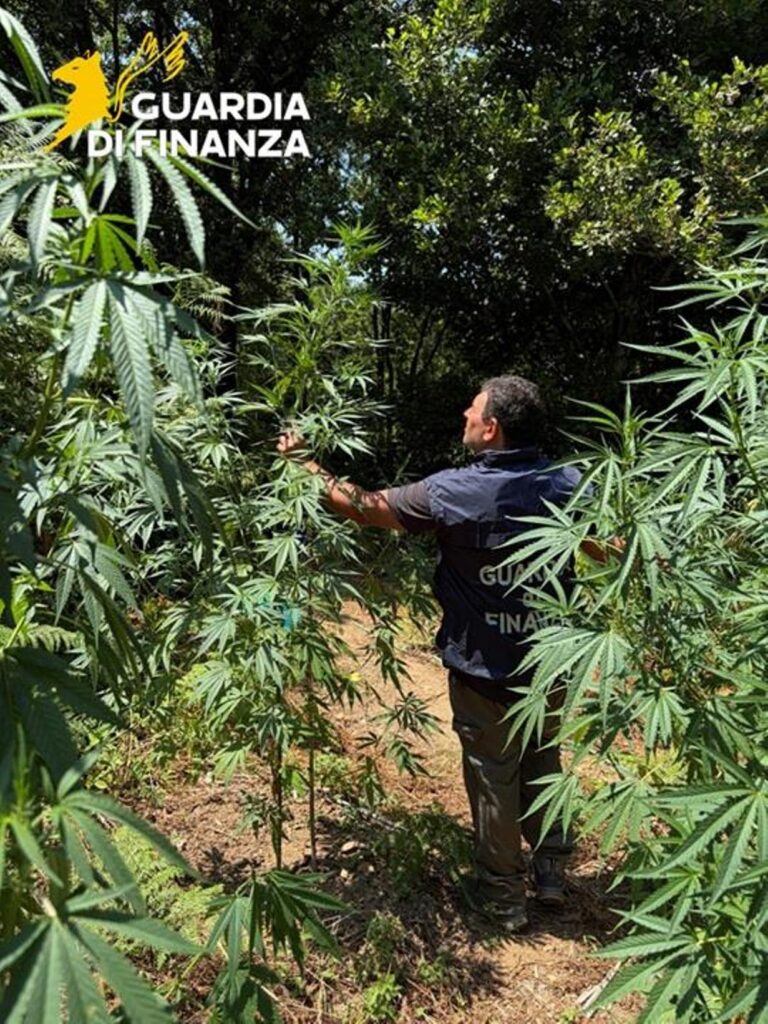 cosenza droga