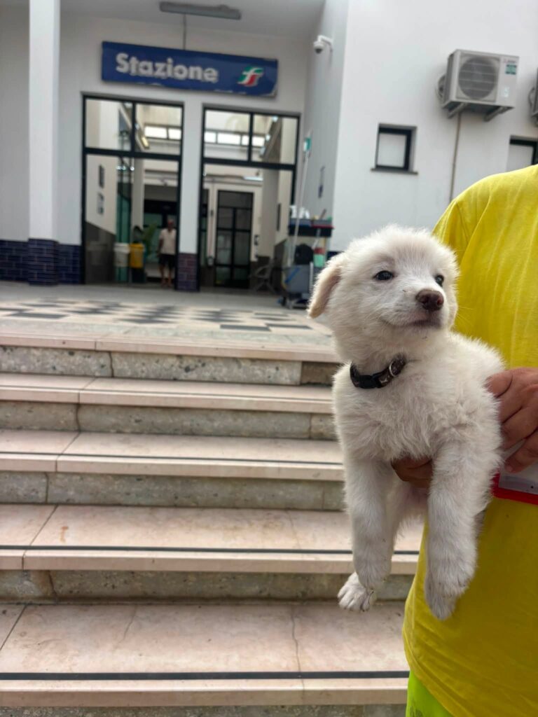 cucciolo melito porto salvo