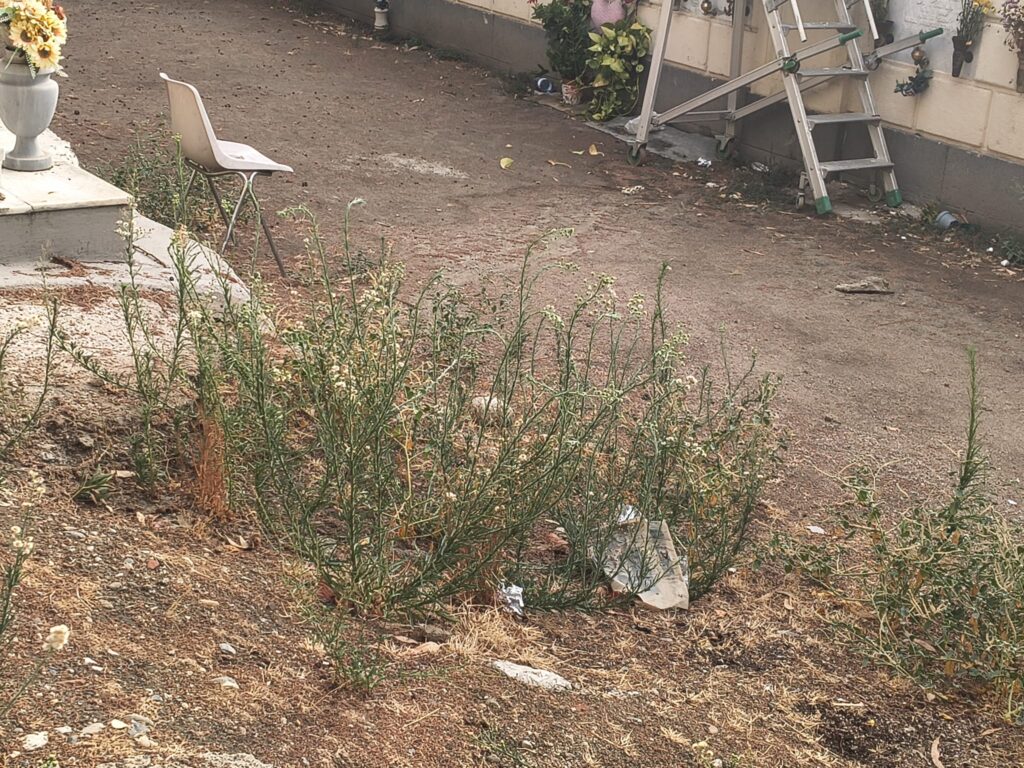 degrado Cimitero Monumentale Messina