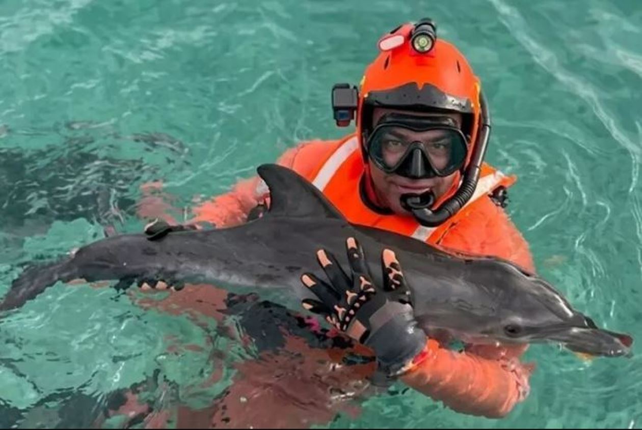 delfino