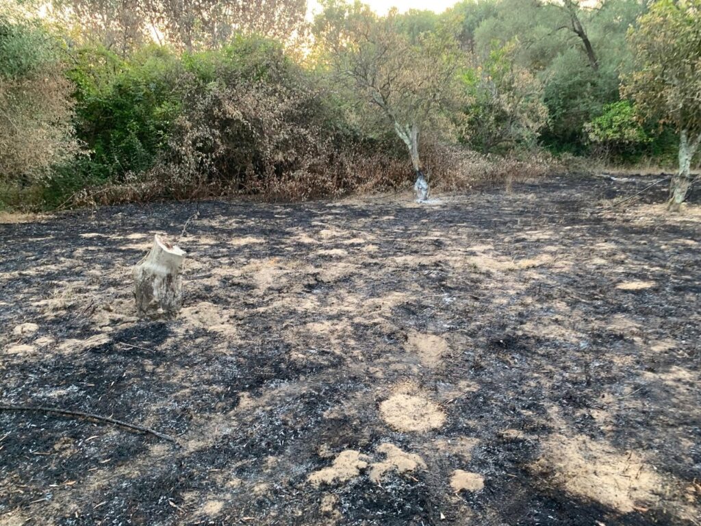 incendio terreni rodi morabito