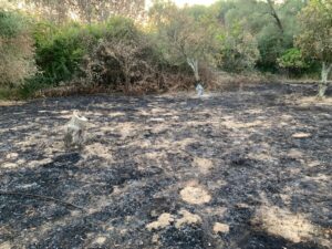 incendio terreni rodi morabito