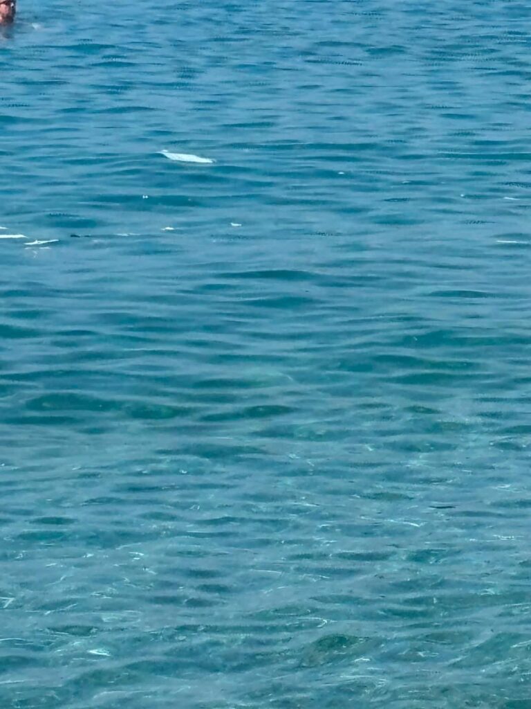 mare scilla
