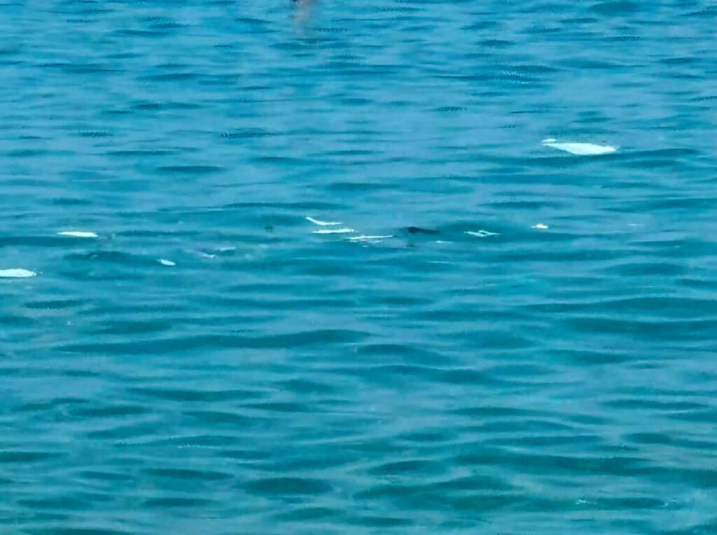 mare scilla