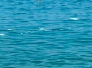 mare scilla