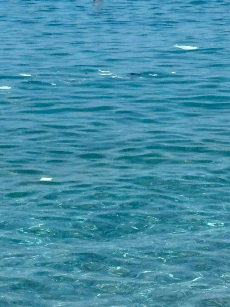 mare scilla
