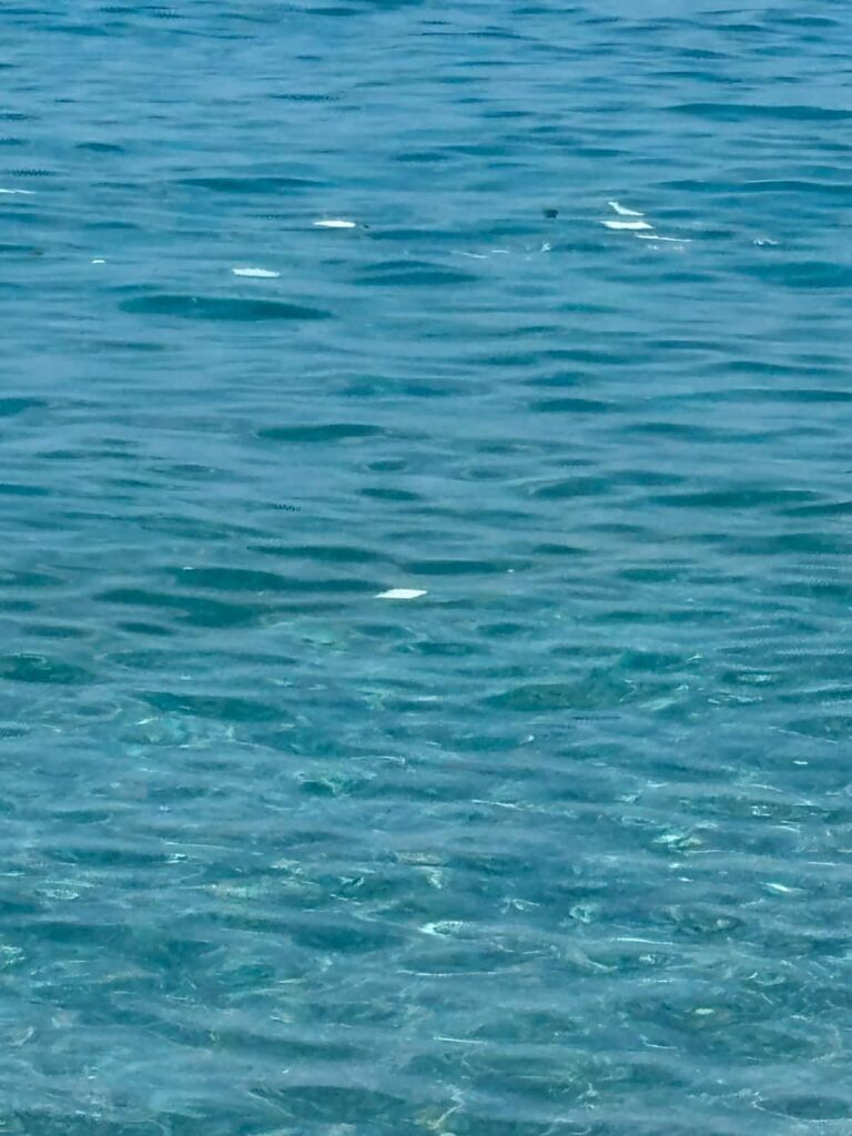 mare scilla