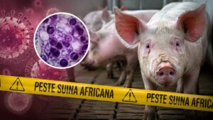 peste suina africana