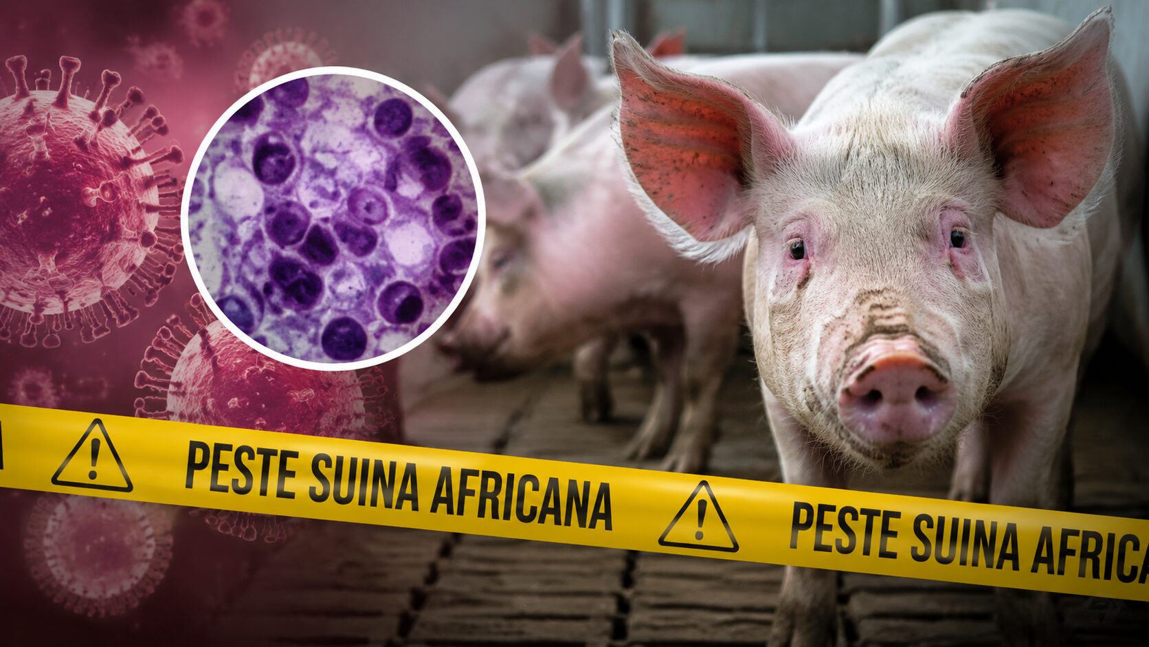 peste suina africana