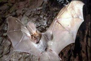pipistrello