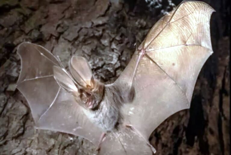 Pantelleria, scoperto un pipistrello africano mai confermato prima in Europa