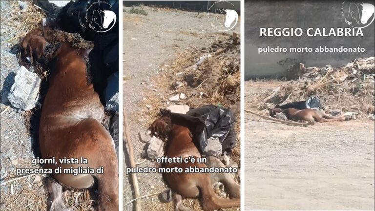 Reggio Calabria, puledro trovato morto tra i rifiuti a Pellaro-Bocale | VIDEO