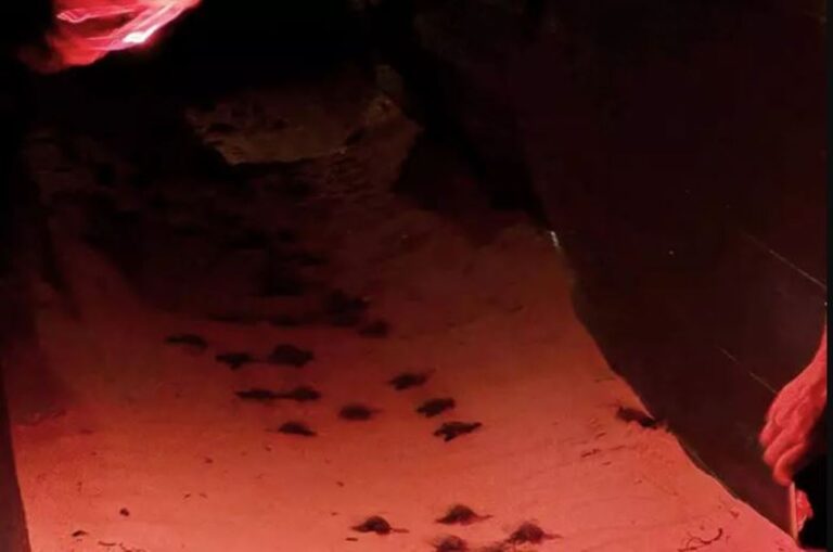 Tre Fontane, spettacolo sulla spiaggia: si schiude il nido di Caretta caretta