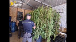 sequestro di marijuana