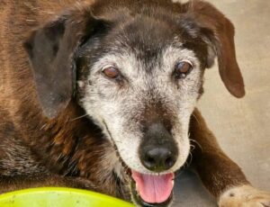 Cane canile Mortara