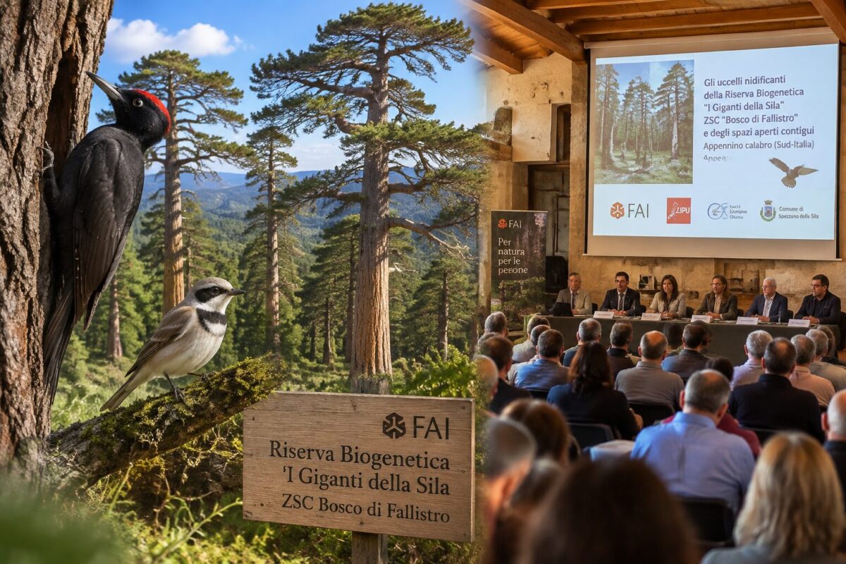I Giganti della Sila svelano i loro tesori: scoperta una straordinaria comunità di uccelli nel cuore della foresta millenaria