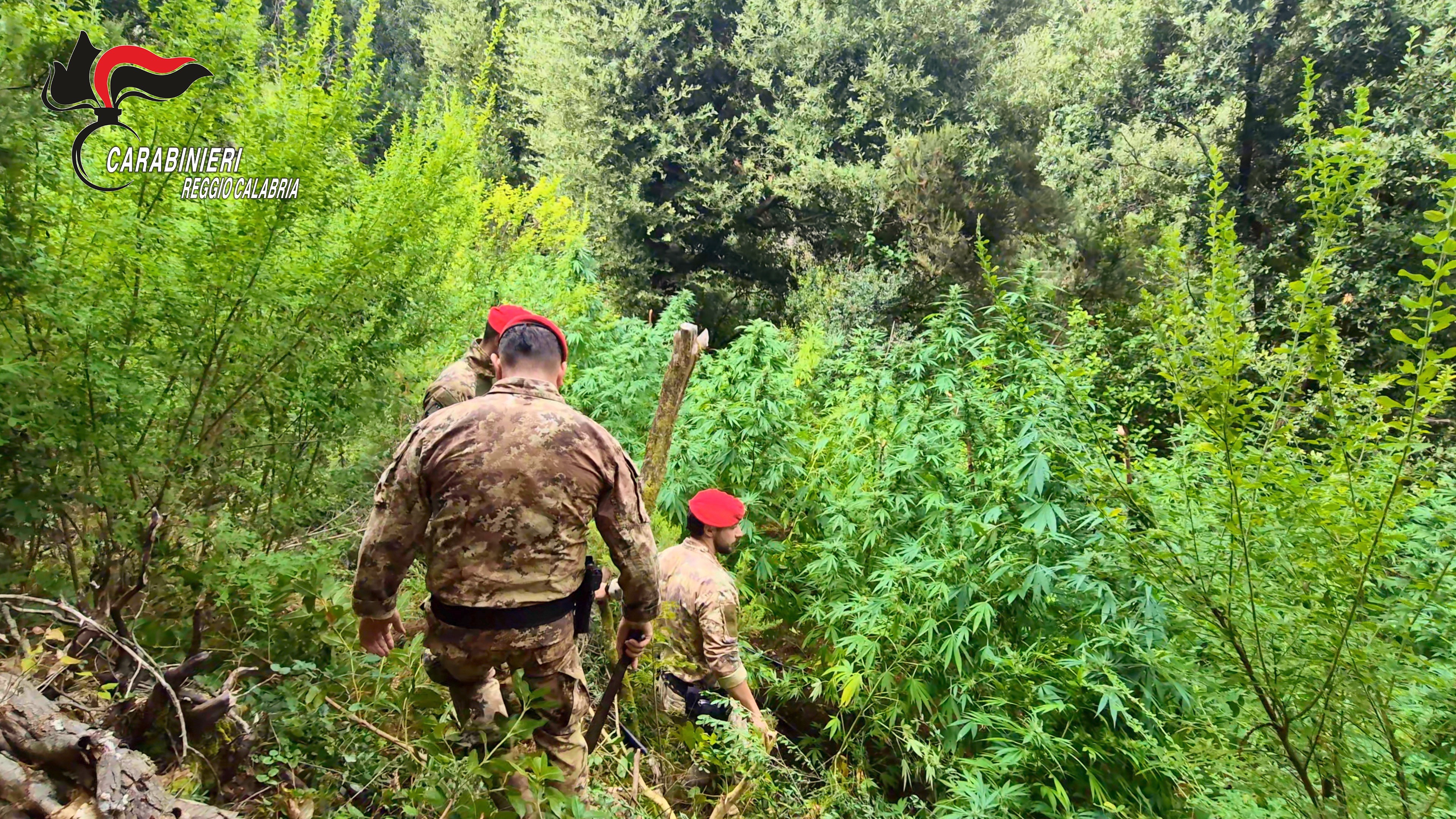 Reggio Calabria, scoperta la “fabbrica” della marijuana nei boschi dell’Aspromonte: ...