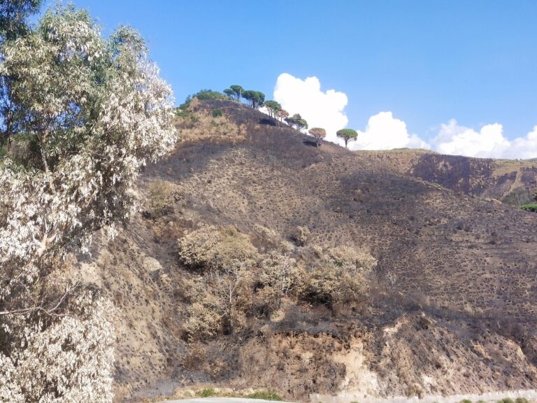 Incendi territorio Reggio Calabria