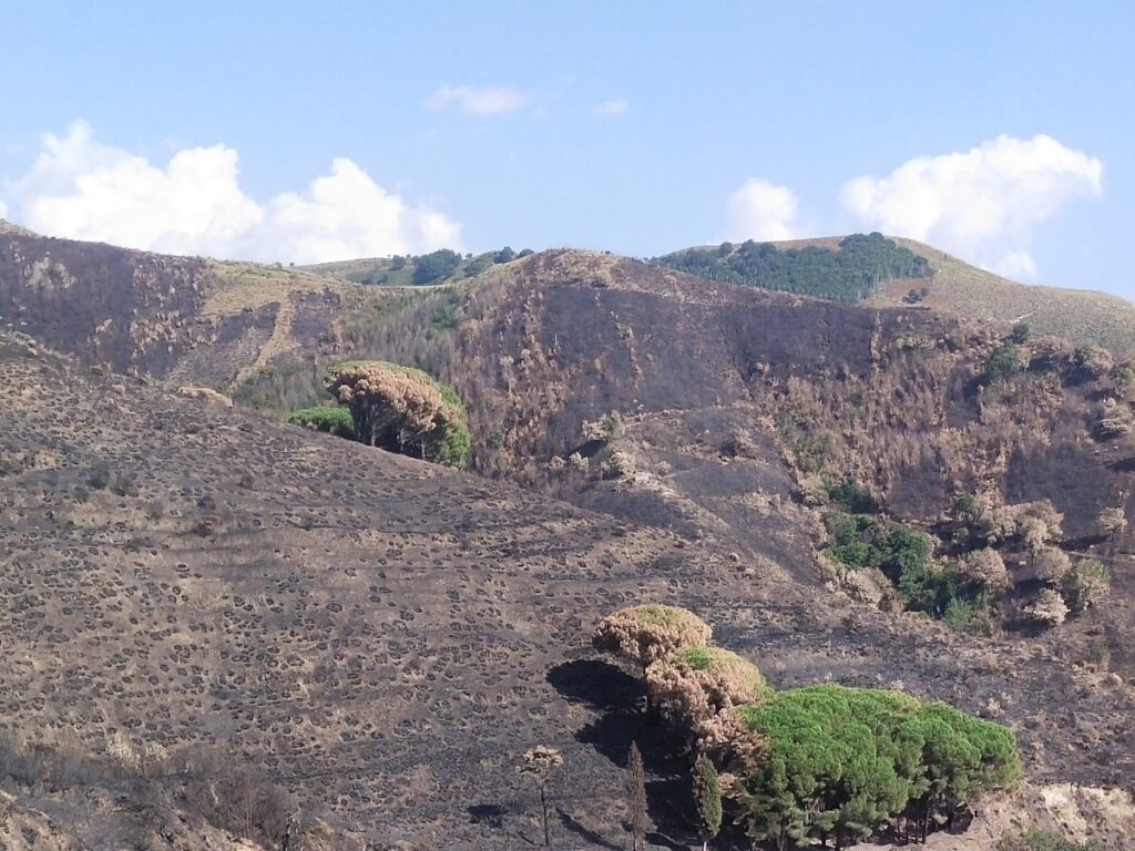 Incendi territorio Reggio Calabria