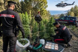 Piante Cannabis