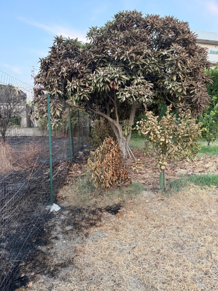 Terreni incolti Reggio Calabria