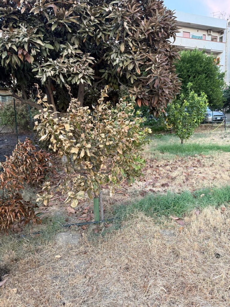Terreni incolti Reggio Calabria