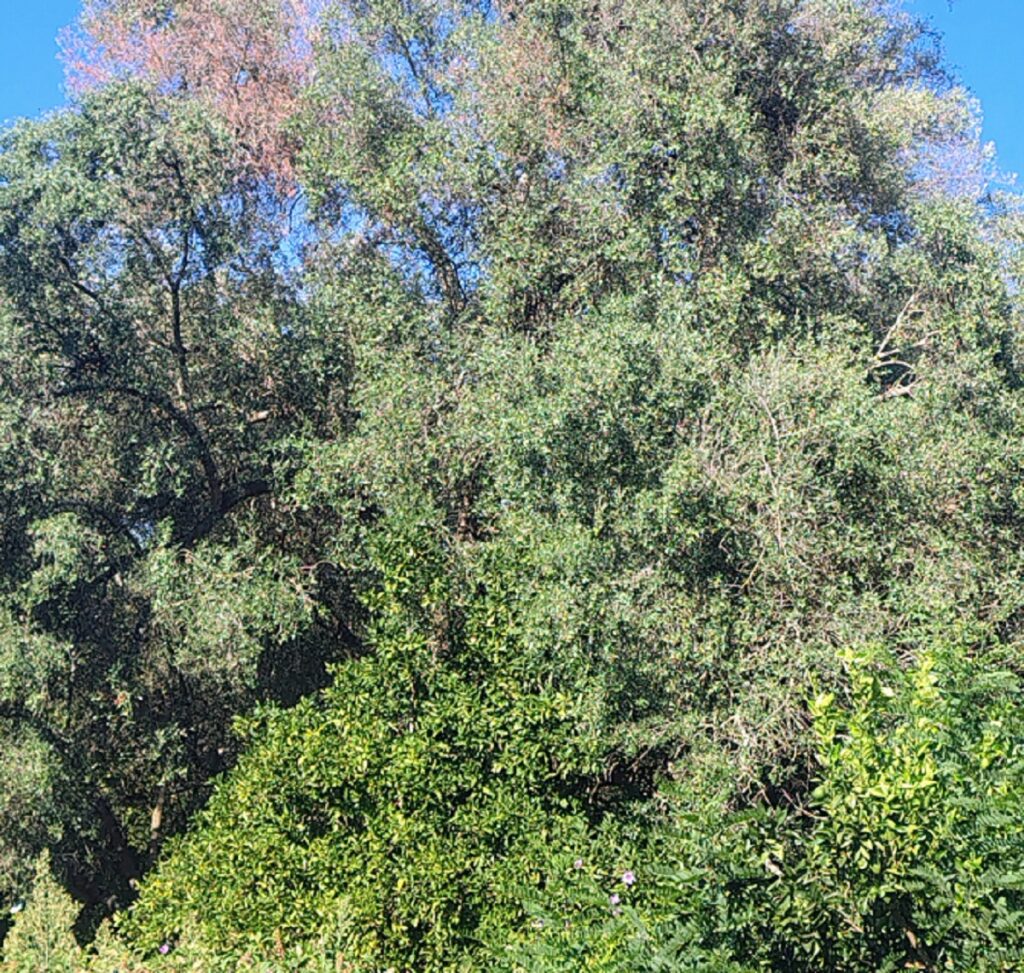 Xylella a Taurianova