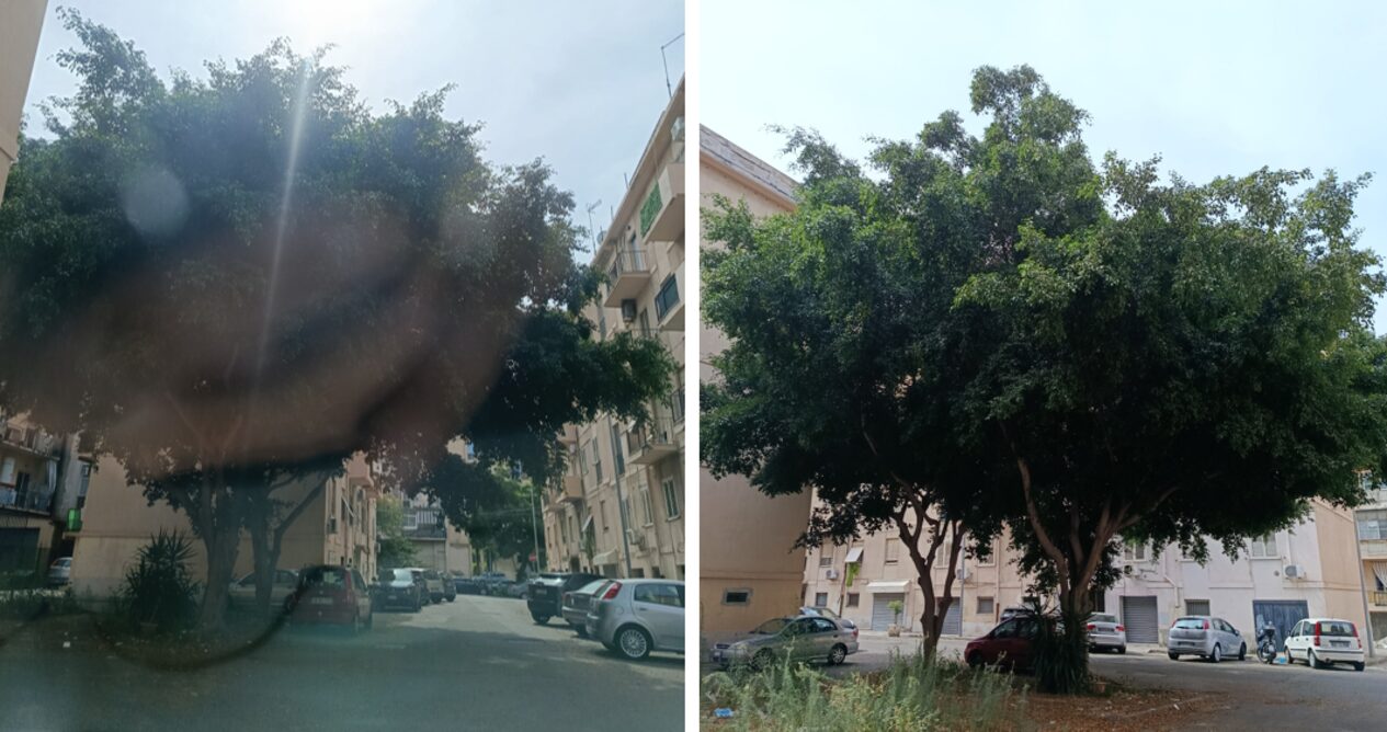 albero pericolante a reggio calabria