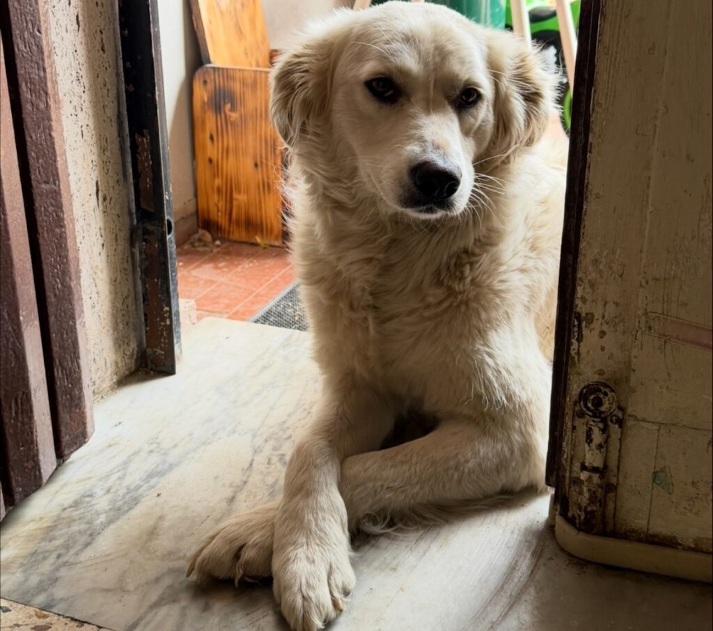 cagnolina smarrita croce valanidi
