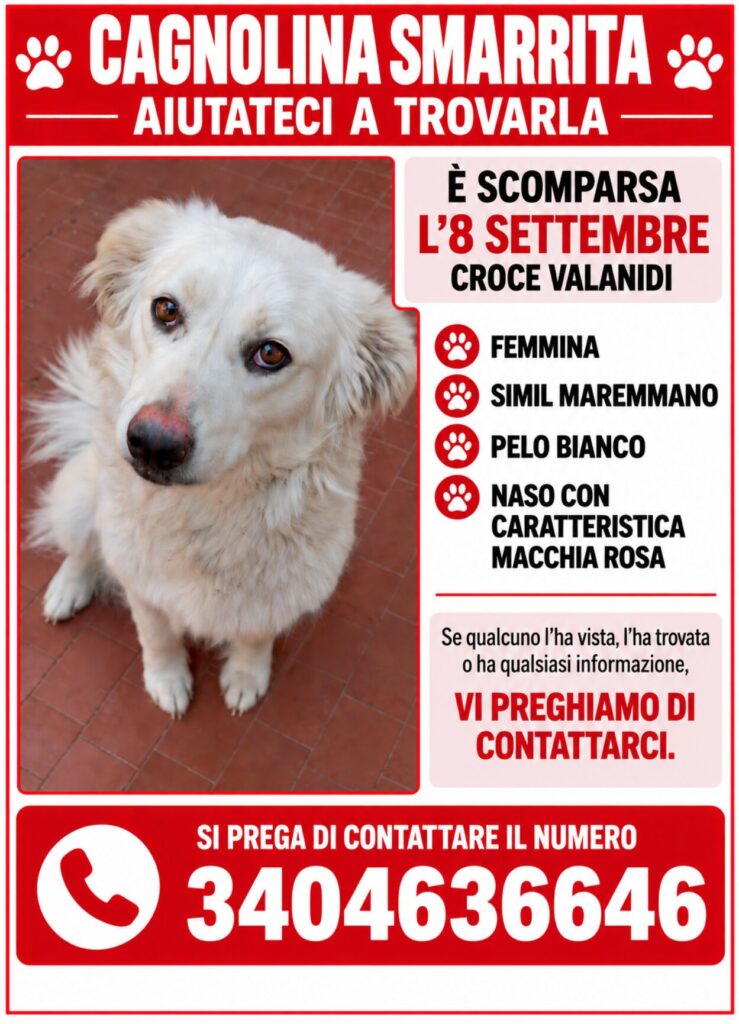 cagnolina smarrita croce valanidi