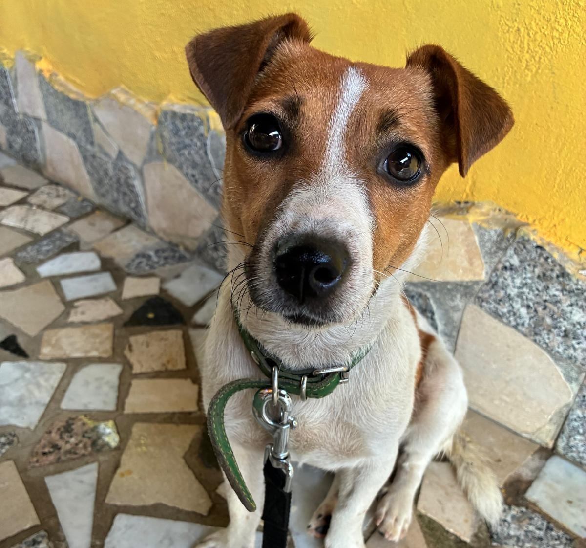 cane nuvola