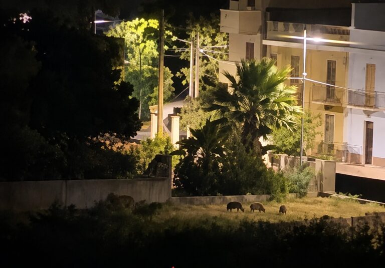 Reggio Calabria, branco di cinghiali vaga tra le case: avvistamento notturno | VIDEO