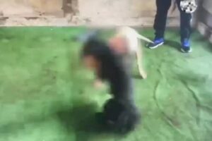 combattimento cani gela