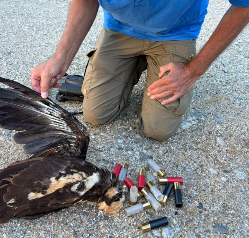 falchi uccisi