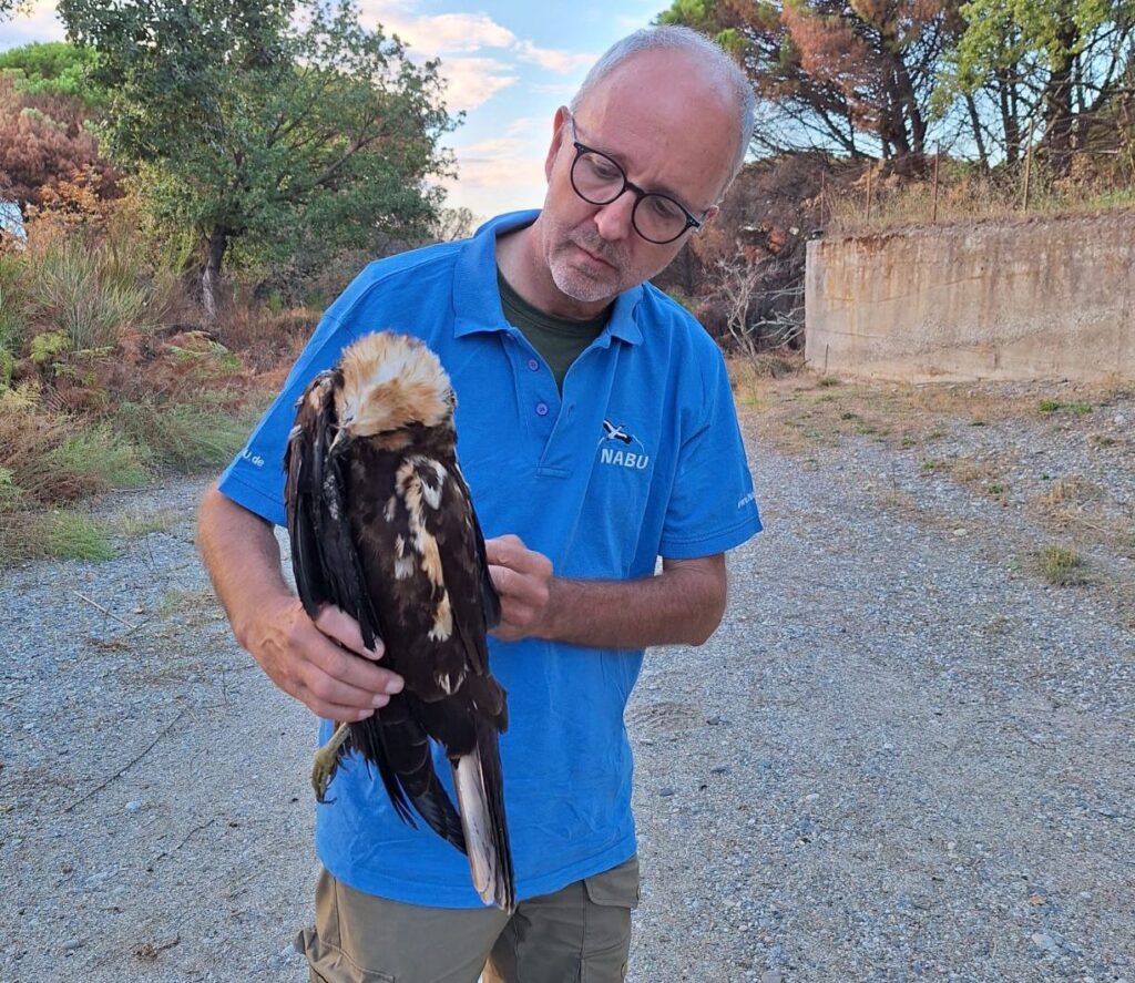 falchi uccisi