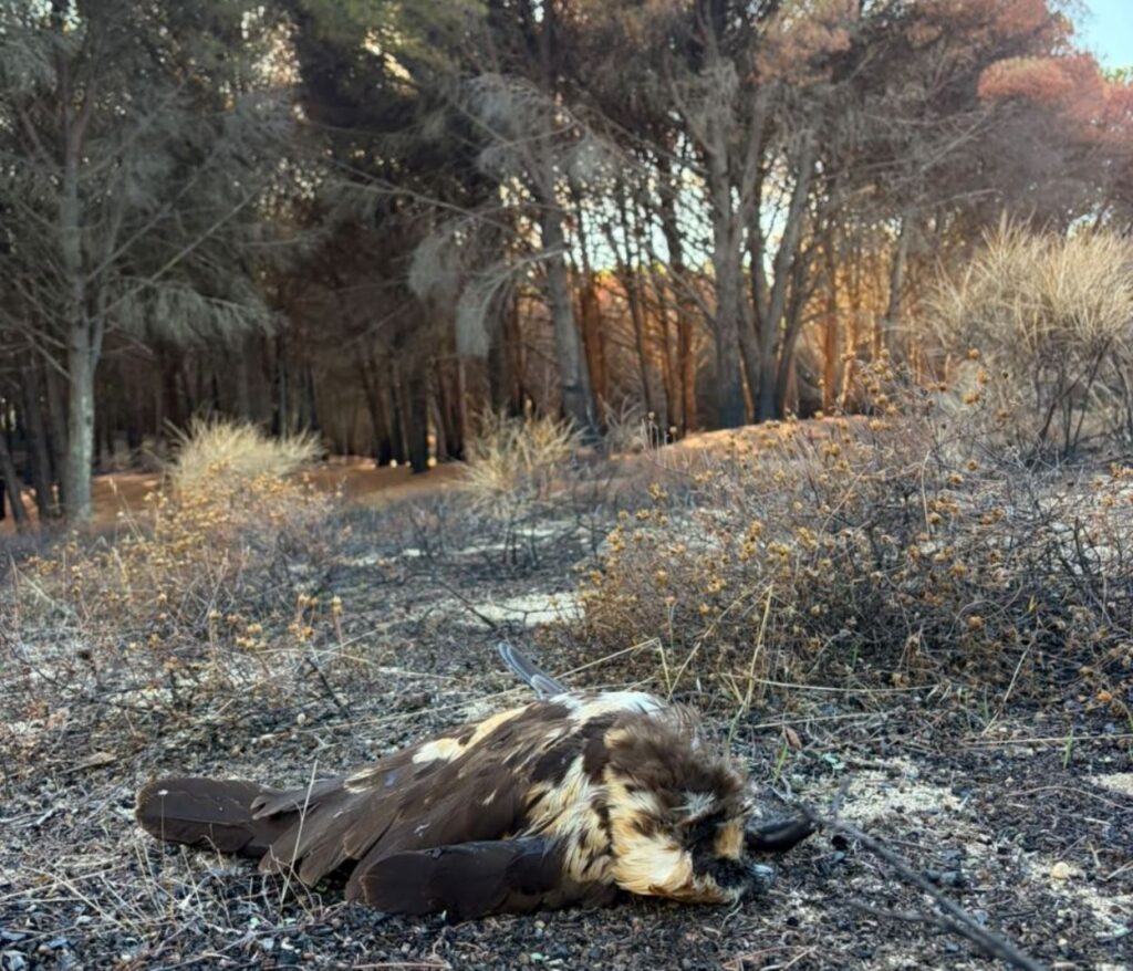 falchi uccisi