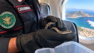 serpente in volo