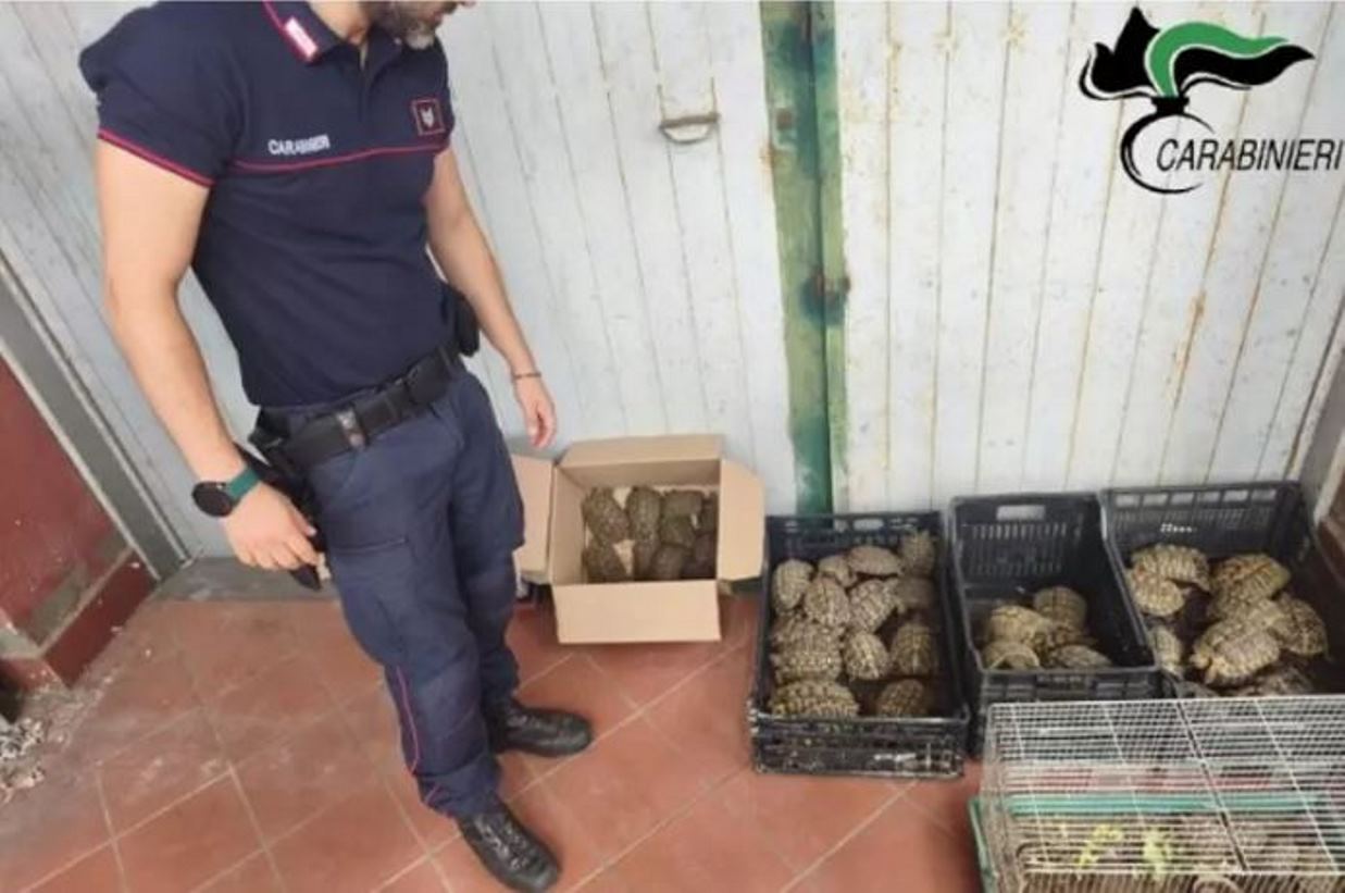 tartarughe terra carabinieri