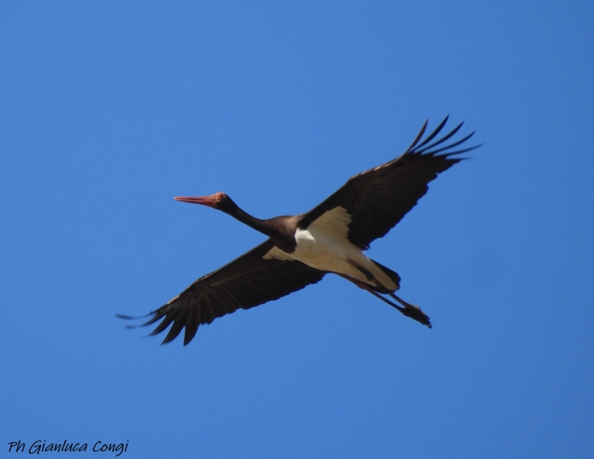 Migrazione degli uccelli, Eurobirdwatch 2026 da record nel Parco Nazionale della