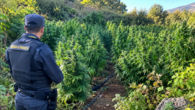 Crotone, scoperta maxi piantagione di cannabis: sequestrate 72 piante, valore vicino a mezzo milione