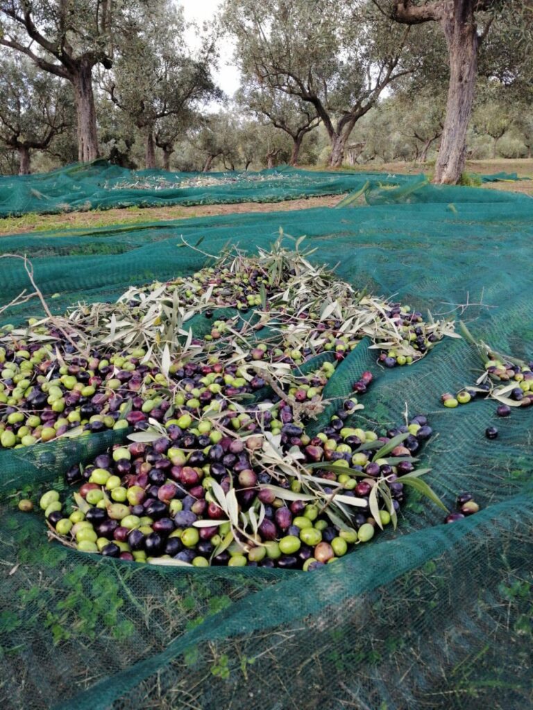 Olive su rete di raccolta