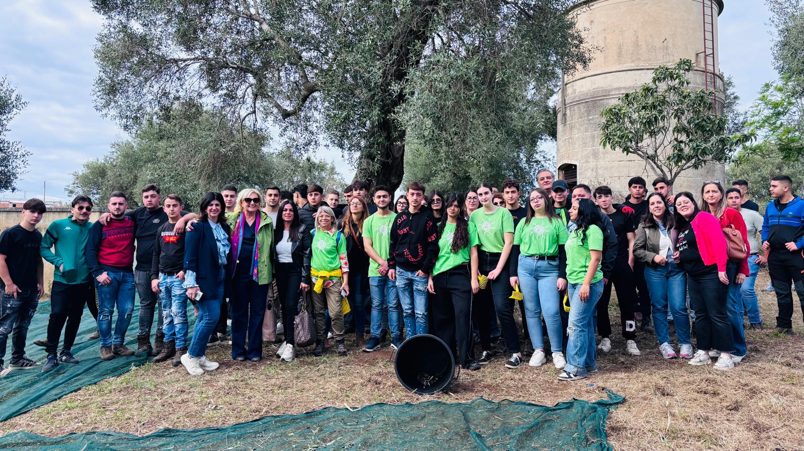 Raccolta olive Einaudi Alvaro Palmi