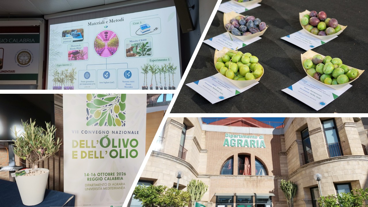 Reggio Calabria diventa il cuore della ricerca sull’olio d’oliva: esperti da tut