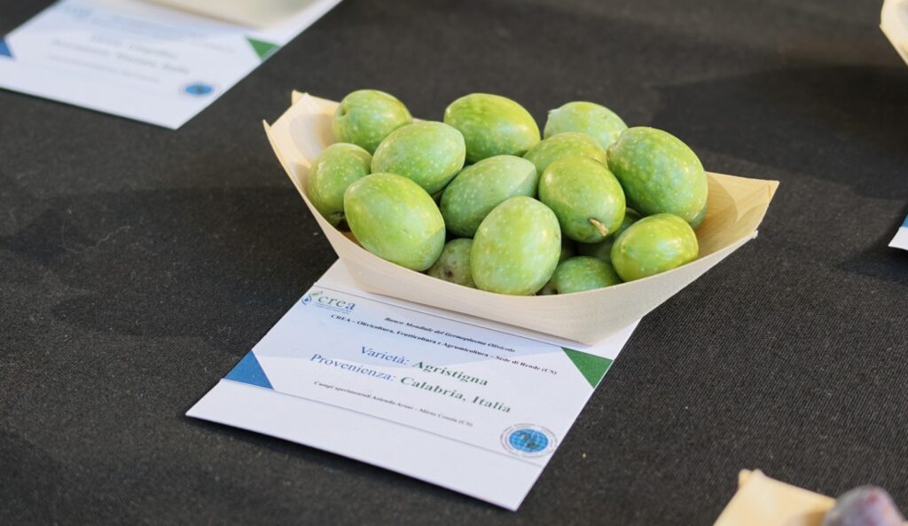 VII Convegno nazionale ricerca sull'olio d'oliva ad agraria università mediterranea olive
