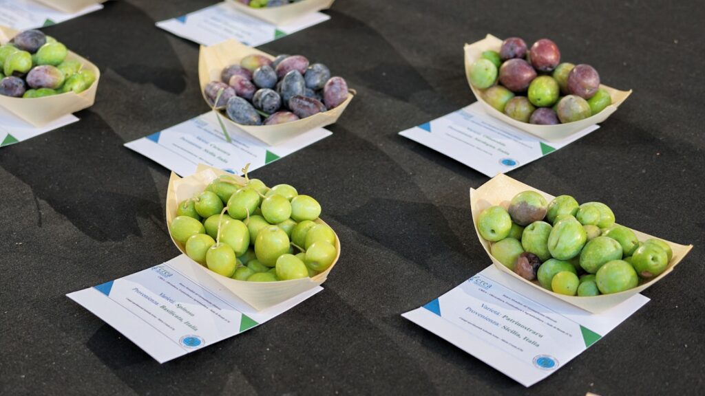 VII Convegno nazionale ricerca sull'olio d'oliva ad agraria università mediterranea varie tipologie di olive
