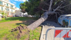 albero caduto piazza garibaldi